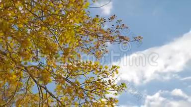 黄色的白杨阳光在蓝天背景下<strong>离去</strong>。 森林的叶子，美丽的阳光，秋日的阳光